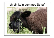 Dummes-Schaf-2.pdf
